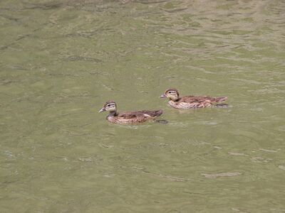 ducks, ducklings, birds, waterbirds, wildlife, feathers, water, ornithology, birdwatching, fauna, spring, juvenile, nature, animals, nesting, ecology, winter, natural environment, fresh, slippery, calm