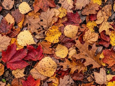 leaves, autumn, foliage, fallen leaves, colorful, nature, season, ground, pile, change, autumn mood, natural texture, plant, autumn theme, nature outdoors, plant life, climate change, outdoor image, autumn leaves