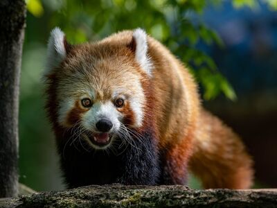 red panda, animal, mammal, tree, fur, zoo, stuffed animal, wildlife, teeth, gaze, adorable, natural, foliage, monkey, cute, exotic, climbing, nature, asian