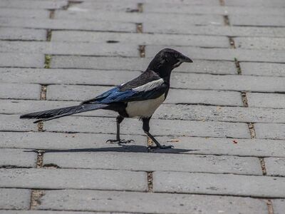 magpie, bird, wildlife, feathers, beak, bird on pavement, event photography, ornithology, birdwatching, walkway, urban environment, on pavement, wild bird, monochrome, natural behavior, free roaming, stroll, fauna