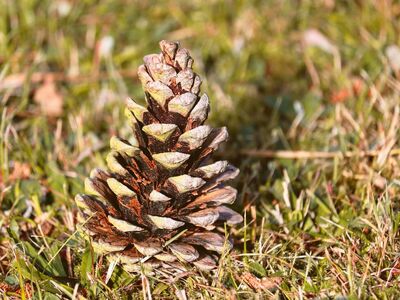 pine cone, grass, nature, detail, autumn, natural, forest, close-up, scales, green, fallen, simple, plain, no people, simplicity, tranquil, eco-friendly, arranged, drying, season