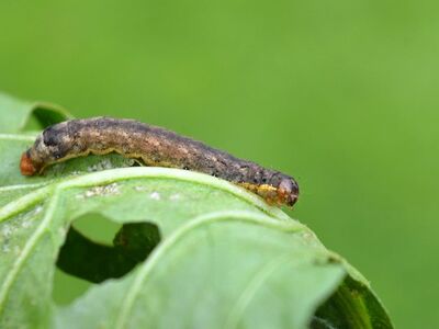 caterpillar, leaf, pest, close-up, larva, leaf damage, voracious, agricultural pest, ecology, biology, green, foliage, nature, photography, fauna, leaf detail