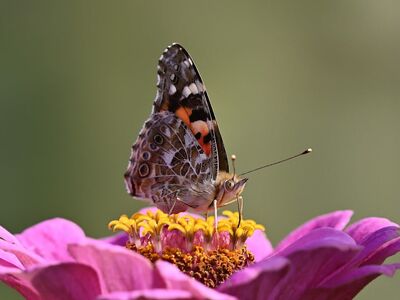 butterfly, painted lady, zinnia, bloom, garden, macro, wings, nature, petals, antennae, macro photography, flower color, pink, winged, butterfly garden, summer, butterfly life, colorful butterfly, pollination, insect