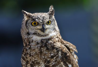 owl, eagle owl, nature, bird, animal, bird of prey, feather, beak, portrait, fauna, observation, nocturnal animal, eyes, detail, stare, wild, tame, night