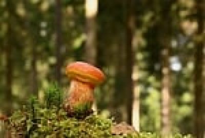 mushroom, forest, moss, nature, foraging, autumn, wood, macro photography, green, mossy ground, wilderness, detail, plant, forest environment, ecosystem, symbiosis, beautiful, fruiting body, wild, habitat