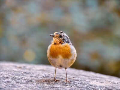 bird, robin, windy day, wilderness, nature observation, songbird, meadow, nature, park, autumn, birdlife, wings, feathers, solitude, rural, wildlife, feather color, climate zone, embodiment of autumn, friendly bird
