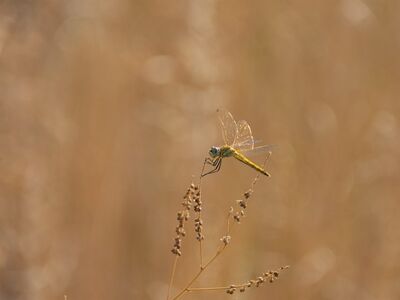 dragonfly, windows wallpaper, wallpaper hd, laptop wallpaper, nature, insect, fauna, free background, wings, macro, entomology, twig, background, beautiful wallpaper, desktop backgrounds, hd wallpaper, mac wallpaper, 4k wallpaper 1920x1080, wallpaper 4k, beauty, summer, free wallpaper, natural, 4k wallpaper, full hd wallpaper, details, afternoon, natural color, pastel, light, solitary, ecosystem, cool backgrounds, warm