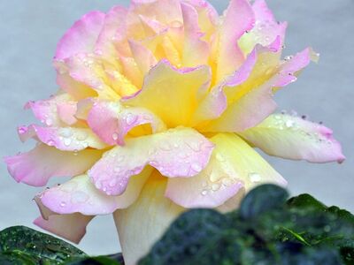rose, flower, yellow, pink, petals, dew, fresh, leaves, nature, floral, romantic, garden, wet, natural, details, colorful, contrast, pastel, spring, attractive