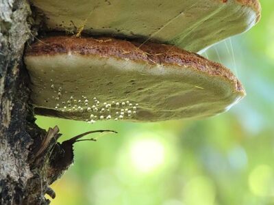 mushroom, tree, bracket fungus, droplet, nature, forest, tinder fungus, insect, macro, green background, moist, autumn, ecology, fungus growth, bokeh, dry branch, observation, close-up, tree health