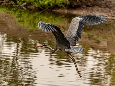 heron, grey heron, great blue heron, bird flight, wildlife, nature, autumn, wings, pond, reflection, calm water, outdoor, bird in flight, flying heron, wingspan, animal, lake, river, feather, algae