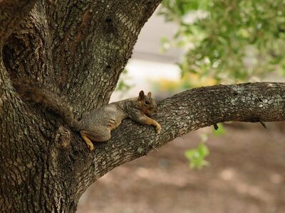 squirrel, tree, nature, wild, rodent, mammal, funny, laziness, lying, rest, bark, branch, tranquility, outdoor, cozy, stretch, natural, carefree, summer