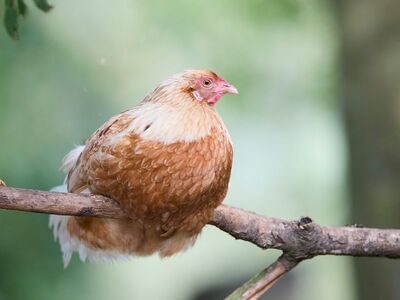 hen, bird, poultry, feathers, nest, nature, branch, tree, outdoors, farm, sitting, calm, deep brown, remarkable, alert, green background, countryside, animal, agriculture