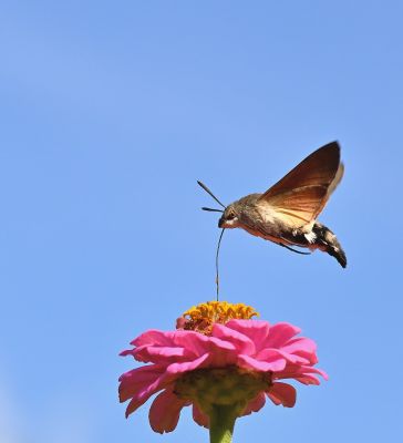 hummingbird, butterfly, zinnia, flower, blue sky, macro photography, flying, nectar, garden, winged, natural, environment, zoological, detail, nature, pollination, color, surrounding, life, evening