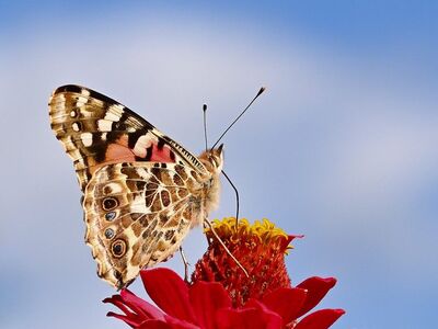 butterfly, flower, blue sky, zinnia, pollination, macro, nature, painted lady, wings, red, yellow, petals, sunny day, close focus, detail, summer scene, natural beauty, soft light, insect, landing