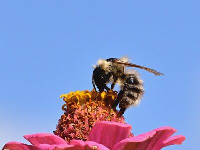 bee, wild bee, insect, macro, late summer, garden, pollen, bloom, bee flower, pink, end, blue sky, sharp photo, zinnia, flying, september, yellow, details, nature, living insect