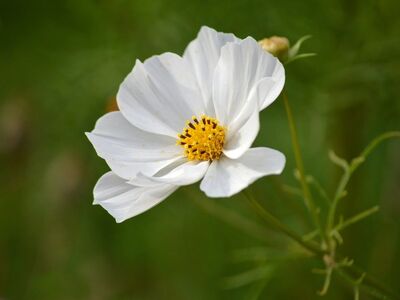 cosmos, white flowers, garden flowers, summer flower, blurred background, nature, flower, violets, garden plant, petal, vibrant colors, stigma, creativity in nature, spontaneous beauty, rustic style, soft lighting, floral appearance, surrounding greenery, aesthetic simplicity, elements of nature
