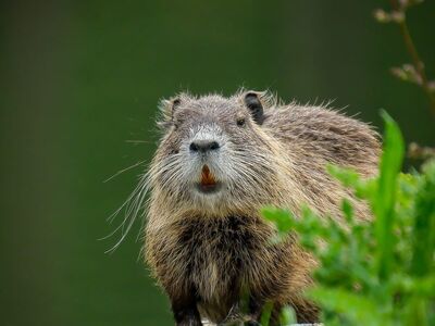 nutria, coypu, wild animal, rodent, nature photography, shore, vegetation, water, wildlife, fur, orange teeth, swamp, nature, animal portrait, green bush, clear view, wild, natural habitat, beautiful scenery