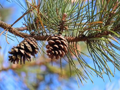 pinecone, pine, nature, branch, conifer, sunny, blue sky, close-up, august, seeds, greenery, ecology, natural world, shape, eco-friendly, bark, summer