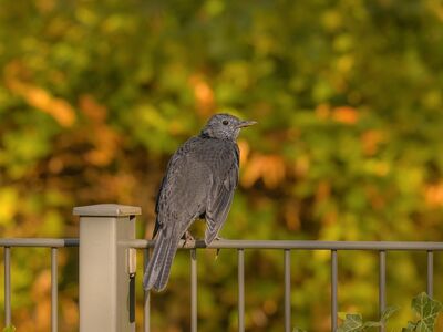 bird, fence, nature, gray, green, sitting, railing, outdoor, gloss, sunlight, birdwatching, wildlife, early autumn, calm, blurred, beautiful, natural, details, simple