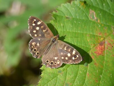 butterfly, leaf, nature, brown, spots, wings, day butterfly, macro, outdoor, garden, insect, details, fragile, beautiful, otherwise, wide shot, pattern, summer, biology, countryside