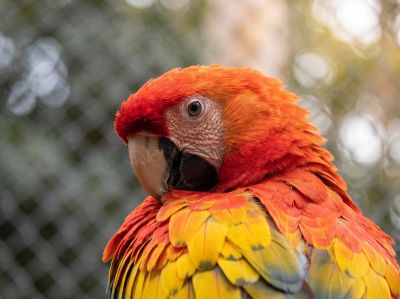 parrot, macaw, bird, wildlife, red, orange, yellow, vibrant colors, colorful, eye, beak, feathers, plumage, close-up, profile, tropical, exotic, nature, beautiful