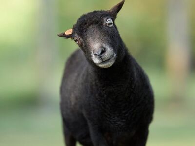 sheep, ouessant sheep, lamb, nature, farm, field, meadow, outdoor, portrait, wool, zoom, dark, cute, innocent, curious, expression, head, green, charming