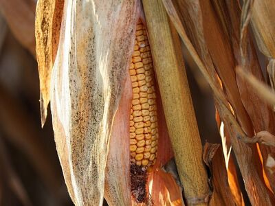corn, cornfield, agriculture, food plant, harvest, nature, close-up, crop, leaf, dried, ear, ripeness, rural, countryside, mature, farm, yellow-brown, agricultural production, autumn, kernel