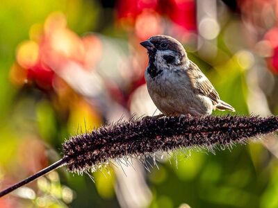 sparrow, tree sparrow, wildlife, nature, feathers, plumage, brown, garden, outdoor, hd wallpaper, background, colorful, bokeh, songbird, perch, branch, plant, bird, wallpaper
