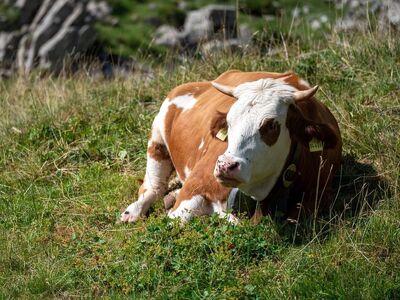 cow, alps, austria, meadow, nature, livestock, mountains, pasture, summer, hiking, cowbell, mountain landscape, eco-tourism, agriculture, relaxation, portrait, farm, grazing, hoher ifen, horns