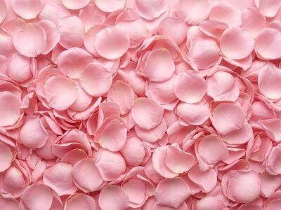pink petals, rose petals, romantic, nature, background, template, card, invitation, natural, decoration, pile of petals, texture, creative, soothing, gift, greeting, petals, romantic background, pink, fresh