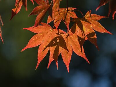 autumn, leaves, maple, orange, bokeh background, nature, lit, green, bright, outdoors, soft light, natural beauty, details, seasonal, sunlight, outdoor setting, decorative, natural light, depth of field, soft colors