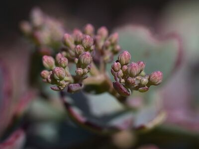 succulent, sedum, plant, nature, macro, detail, buds, green, pink, spring, garden, flora, summer, blossom, pastel, closeup, botany, natural, serenity