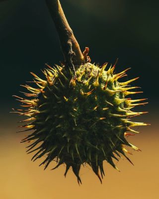 seed, pod, spiky, thorn, chestnut, nature, botany, autumn, macro, plant, hanging, dark background, details, natural light, unique shape, outdoors, detail, biology, examination, sharp