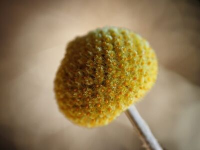 flower, yellow, craspedia, billy button, macro, plant, nature, detail, botany, texture, bokeh background, simplicity, artistic, background, beauty, decoration, photography, art, sharp, modern