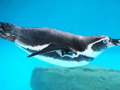 penguin, underwater, blue, rock, bubbles, animal, nature, ocean, marine animal, antarctic, natural habitat, marine life, gray, close-up, swimming, physics, hydrodynamics, water, zoology, nordic