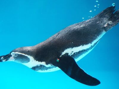 penguin, underwater, bubbles, swimming, blue water, wildlife, ocean, nature, aquarium, waterworld, animal study, swimming style, fauna, over surface, direct, sea life, ocean surface, journey, hydration