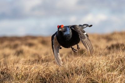 bird, wild, nature, animal, black grouse, male, flying, wing, feathers, red comb, trip, science, outdoor, soar, cloud, heath, grass, birdwatching, heathland, nature reserve