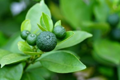 green citrus, sudachi, citrus, food, botany, leaves, close-up, natural, green color, unripe, nature, garden, asian cuisine, green leaves, high contrast, plant care, gardening, micro farming, fresh, ingredients, acidity