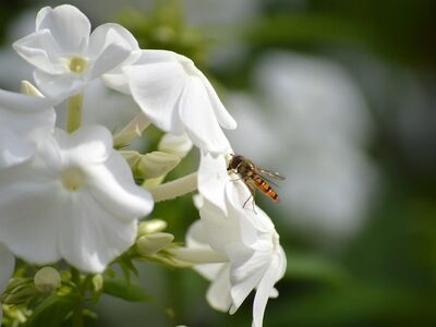 insect, hoverfly, white flowers, flora, nature wallpaper, flying, summer, ornamental plant, green background, phlox, macro, cultivation, wildlife, delicate, plant, pollinator, garden, blooming, purity, nature, bright light
