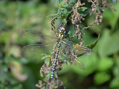 dragonfly, aeshna cyanea, nature, wings, insect, closeup, macro, blue-green, natural habitat, flying insect, shallow depth of field, nature wallpaper, hawker dragonfly, filigree wings, animal, green, large insect, blurred background, wing details, southern hawker