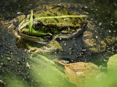 frog, pond, sound, nature, camouflage, green, water, environment, ecosystem, smooth, large frog, wild, amphibian, wet, summer, wilderness, close-up, omnivore, leaves, fresh, sight