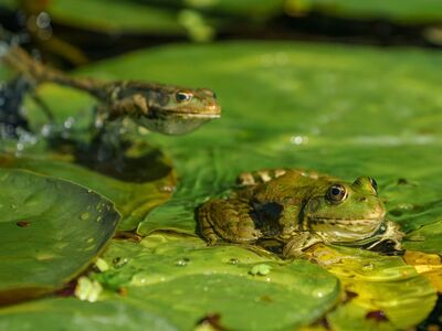 frogs, nature, lily pads, wildlife, funny, natural habitat, aquatic, pair, top, water animal, green, frog, water surface, pond life, details, macro, water, wilderness, amphibian