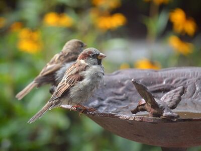 sparrow, bird, birdbath, garden, nature, outdoors, water, beak, summer, animals, bird behavior, plumage, beauty, cute, splash, feeding, zoo, sky, ecosystem, nesting