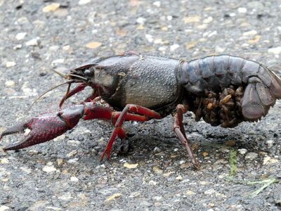 crayfish, crustacean, red, claw, harmful, detail, nature, animal, sidewalk, possession, invasive, extraordinary, camouflage, careless, inattention, hard surface, animal movement, side view