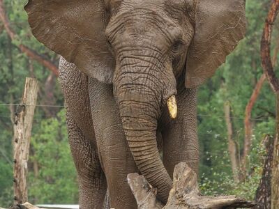 elephant, nature, animal, mammal, tree, trunk, bark, forest, branch, wild, cloud, green, gray, log, tusk, large, tourism, conservation, dense forest, natural habitat, close-up