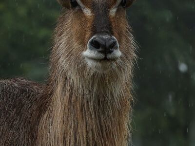 antelope, nature, wildlife, fur, animal, forest, drops, green, curious, autumn, face, raindrops, big ears, portrait, waterbuck, wet, ears, detail, spots, europe, african savanna