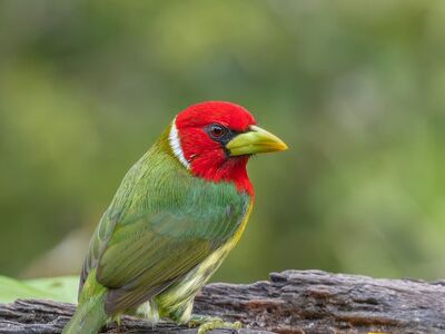bird, nature, colorful, tropical, exotic, green, beautiful wallpaper, red, yellow beak, wood, twig, background, wilderness, ecosystem, macro, detail, barbet, moss, gould's, macro photography