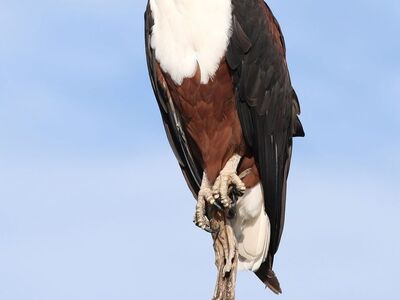 eagle, fish eagle, bird, raptor, african fish eagle, plumage, predator, nature, light, moment capture, view, wildlife, tree, airy, dominance, freedom, sky, large bird, white head, space, birdwatching