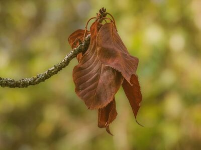 autumn, twig, leaves, brown, green background, blurred background, nature, leaf detail, off-season, autumn foliage, natural texture, outdoor scenery, falling leaves, forest area, botany, art, macro photography, gardening, ecology, passage of time