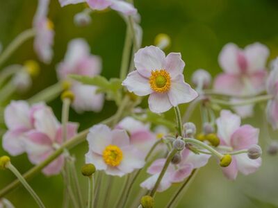 flower, pink flowers, blossom, anemone japonica, nature, garden flower, natural beauty, yellow center, green background, macro photography, botany, summer, pastel colors, asian plant, outdoor, meditative, delicate flowers, flower centers, seasons